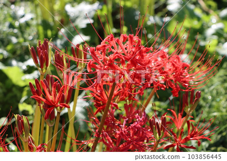 Vermilion Higanbanana 7，據說是開在天上的花 103856445