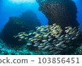 Ogasawara School of root fish 103856451