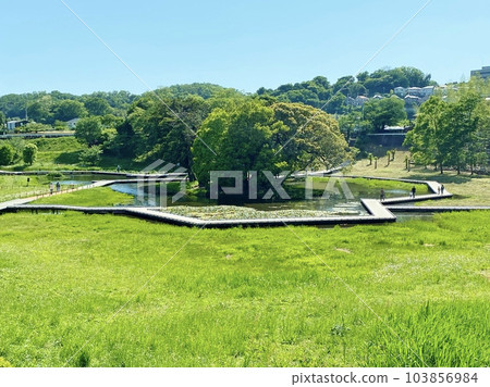 初夏的嚴島濕地公園 103856984