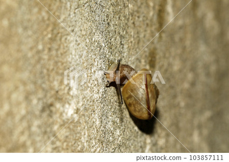 Mishimamai's friend, probably Kunoumaimai 103857111