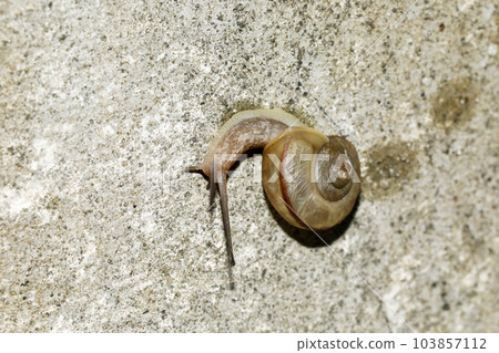 Mishimamai's friend, probably Kunoumaimai 103857112