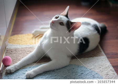 Daily concept of Japanese Bobtail cat living at home Daily concept of Japanese Bobtail cat living at home 103857344