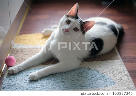 Daily concept of Japanese Bobtail cat living at home 103857345