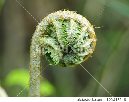 Fern 103857348
