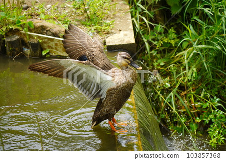 Cute duck Cute duck 103857368