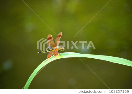 beautiful dragonfly beautiful dragonfly 103857369