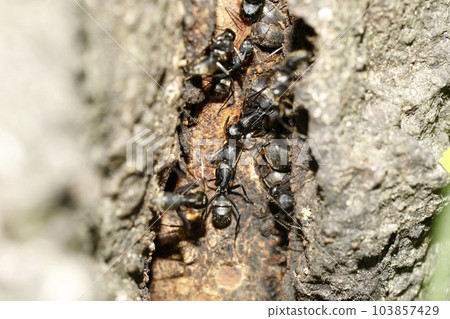 Carpenter Ant Carpenter Ant 103857429