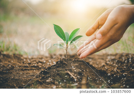 Two hands of was carrying of potting seedlings to be planted into the soil.- concept love world 103857600