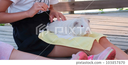 孩子在動物園與豚鼠互動 103857870