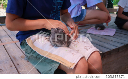 孩子在動物園與豚鼠互動 103857871