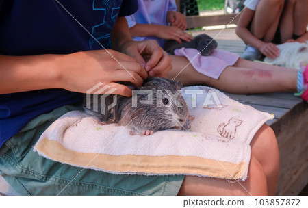 孩子在動物園與豚鼠互動 103857872