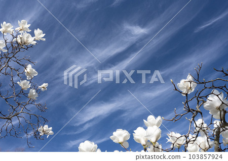五彩雲和突然出現的白玉蘭的較量 五彩雲和突然出現的白玉蘭的較量 103857924