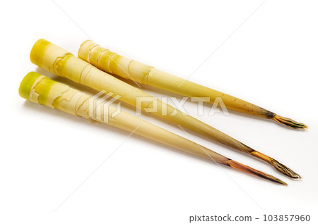 Madake bamboo, bamboo shoots Madake bamboo, bamboo shoots 103857960