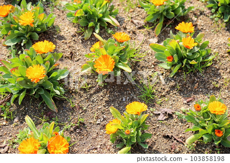 金盞花 金盞花 103858198