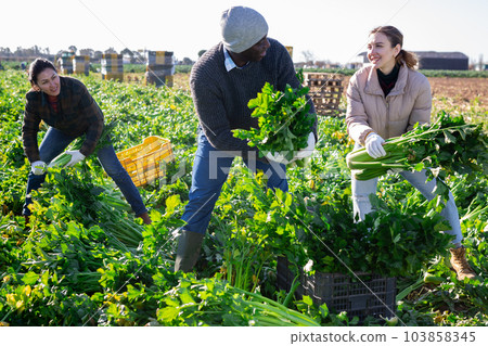 Multiracial man and women picking fresh celery on plantation Multiracial man and women picking fresh celery on plantation 103858345
