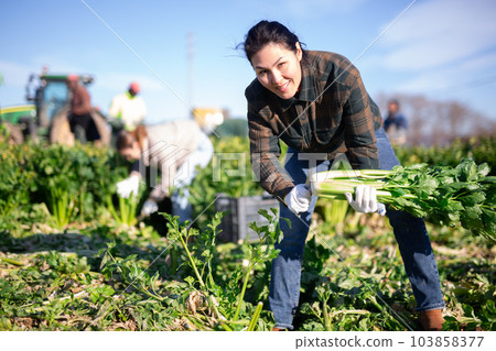 Asian woman with team of farm workers arranging crop of ripe celery in boxes on field 103858377