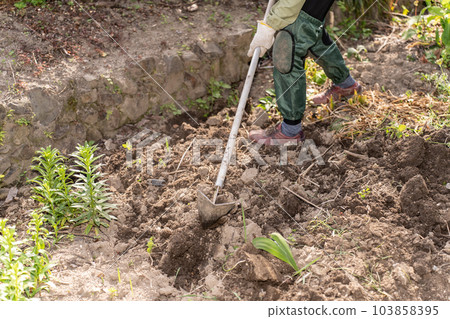 Senior woman plowing the soil in the kitchen garden Senior woman plowing the soil in the kitchen garden 103858395