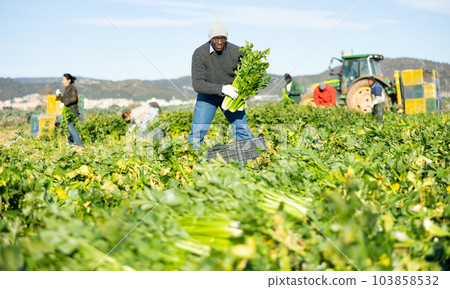 Gardener collecting celery crop on plantation 103858532