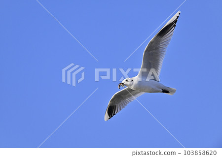 Black-headed gull flying with a jackdaw in its mouth 103858620