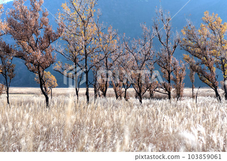 高原的隕落 103859061