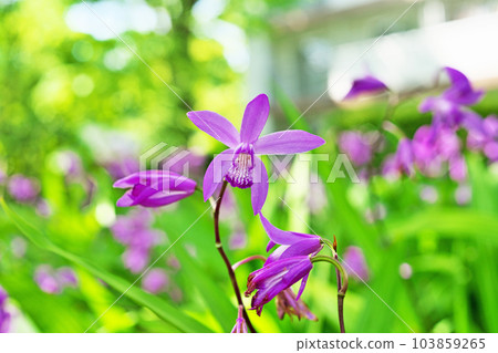 Pink silane flowers (spring, May) Pink silane flowers (spring, May) 103859265
