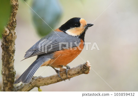 Familiar wild birds Familiar wild birds 103859432