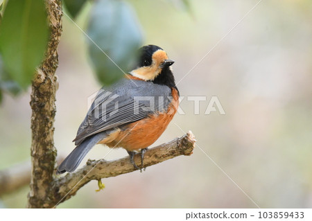 Familiar wild birds Familiar wild birds 103859433