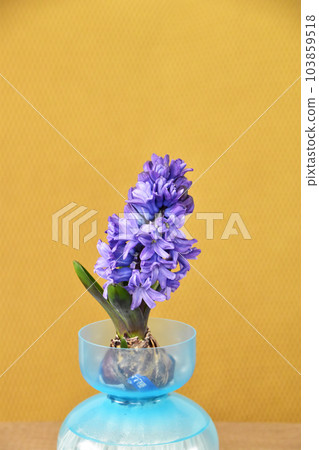 水培風信子花 水培風信子花 103859518