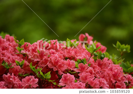 明亮的橙色杜鵑花 明亮的橙色杜鵑花 103859520