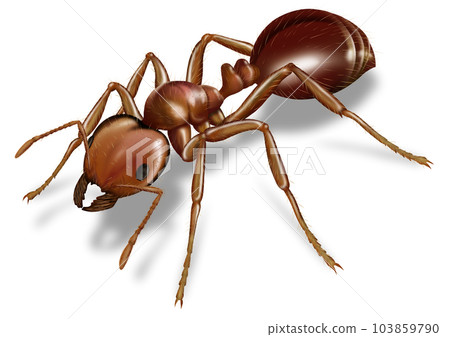 fire ant image 103859790