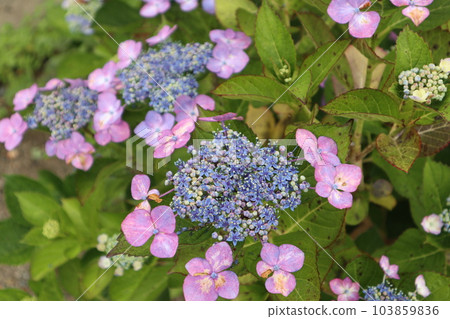 Hydrangea blooms in the rainy season sky 103859836