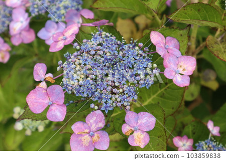 Hydrangea blooms in the rainy season sky 103859838