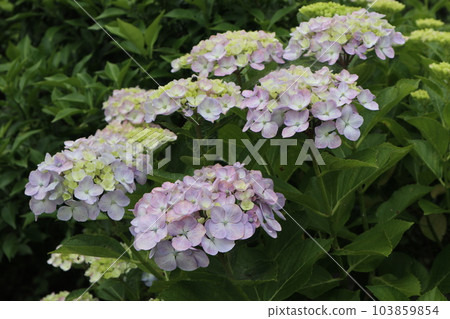 繡球花在雨季的天空綻放 103859854