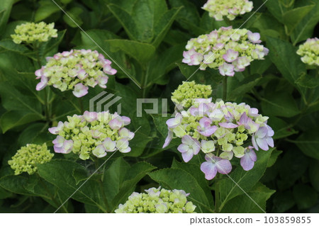 Hydrangea blooms in the rainy season sky 103859855