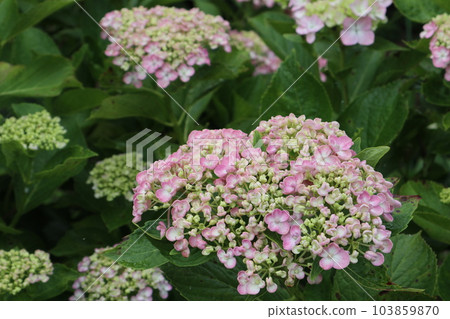 Hydrangea blooms in the rainy season sky 103859870