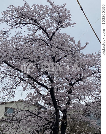 Cherry Blossoms Cherry Blossoms 103860196