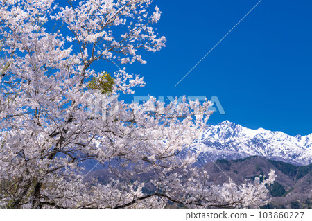 《Nagano Prefecture》Cherry blossoms in full bloom and the mountains of the Northern Alps and cherry blossoms in the guardhouse 《Nagano Prefecture》Cherry blossoms in full bloom and the mountains of the Northern Alps and cherry blossoms in the guardhouse 103860227