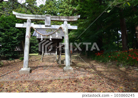 Higanbana of Gugyoji Temple #4 Higanbana of Gugyoji Temple #4 103860245