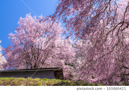 《Nagano Prefecture》Cherry blossoms and cherry blossoms in full bloom 103860421