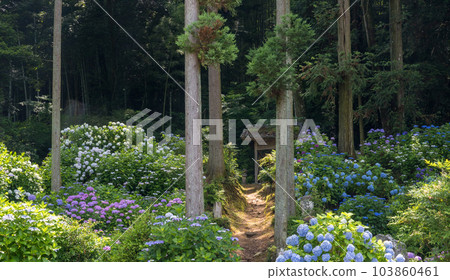 雨季花繡球花盛開在千光寺的風景 雨季花繡球花盛開在千光寺的風景 103860461