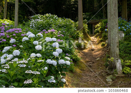 雨季花繡球花盛開在千光寺的風景 103860468