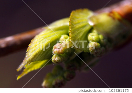 Young leaves and buds of cornwood that have begun to grow on the tips of branches (using a macro lens, outdoor natural light, close-up photography) Young leaves and buds of cornwood that have begun to grow on the tips of branches (using a macro lens, outdoor natural light, close-up photography) 103861175