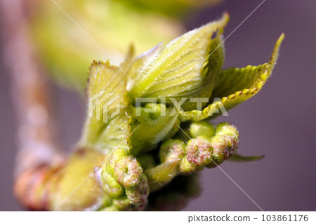 Young leaves and buds of cornwood that have begun to grow at the tip of a branch (using a macro lens, outdoor natural light, close-up photography) 103861176