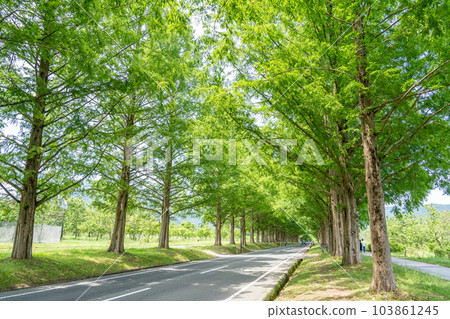 Takashima City, Shiga Prefecture Metasequoia tree-lined street in Makino Town, where the fresh greenery of early summer is beautiful 103861245