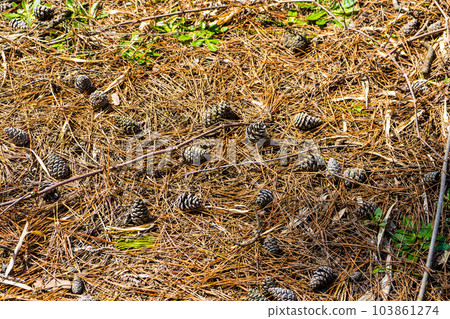 Countless pine cones fallen on fallen pine leaves|Kaga City, Ishikawa Prefecture Countless pine cones fallen on fallen pine leaves|Kaga City, Ishikawa Prefecture 103861274