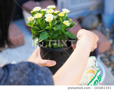 A woman repotting a pot in gardening A woman repotting a pot in gardening 103861341