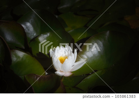 睡蓮鮮花 睡蓮鮮花 103861383
