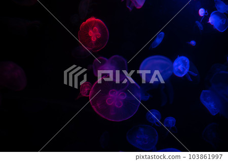jellyfish in water small jellyfish aquarium jellyfish in water small jellyfish aquarium 103861997