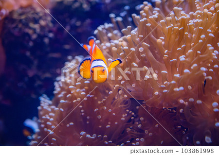 Clown anemonefish (Amphiprion bicolor) Clown anemonefish (Amphiprion bicolor) 103861998