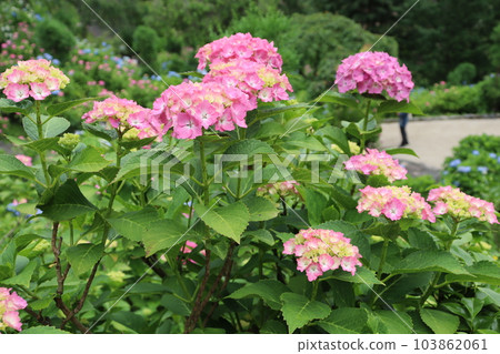 繡球花 繡球花 繡球花花園 吉峰寺東向日站 西京區 京都 阪急京都線 雨季花語 繡球花 繡球花 繡球花花園 吉峰寺東向日站 西京區 京都 阪急京都線 雨季花語 103862061